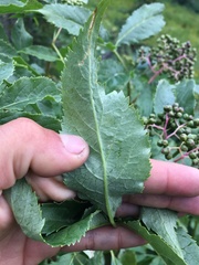 Sambucus racemosa melanocarpa