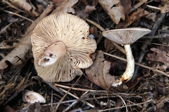Lactarius trivialis