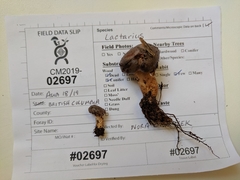 Lactarius kauffmanii