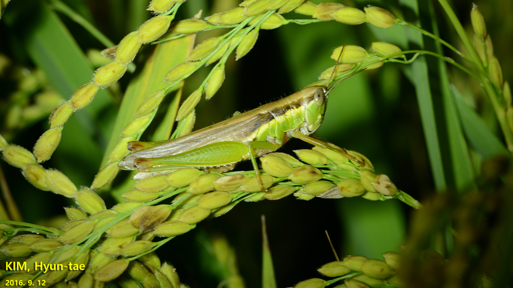 Small rice grasshopper