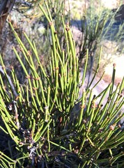 Ephedra torreyana