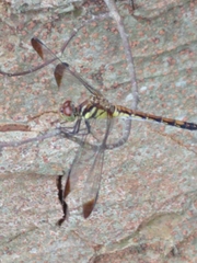 Sympetrum infuscatum