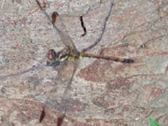 Sympetrum infuscatum