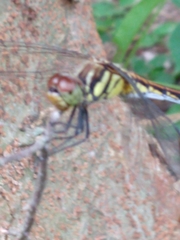 Sympetrum infuscatum