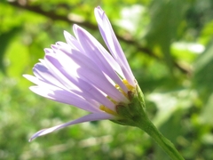 Aster incisus