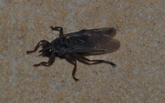 Pseudolynchia canariensis