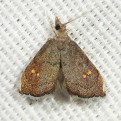 Microcausta bipunctalis