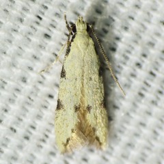 Taygete citrinella