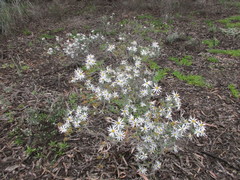 Olearia pannosa