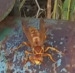 Polistes apachus texanus