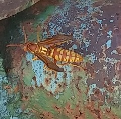 Polistes apachus texanus