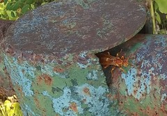 Polistes apachus texanus