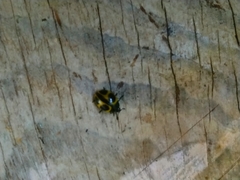 Aegithus quadrinotatus