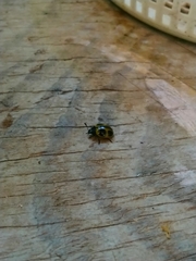 Aegithus quadrinotatus