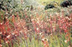 Merian's Watsonia (Watsonia meriana)