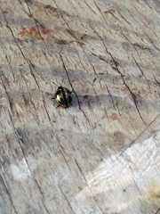 Aegithus quadrinotatus