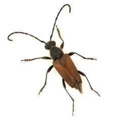 Anastrangalia sanguinea