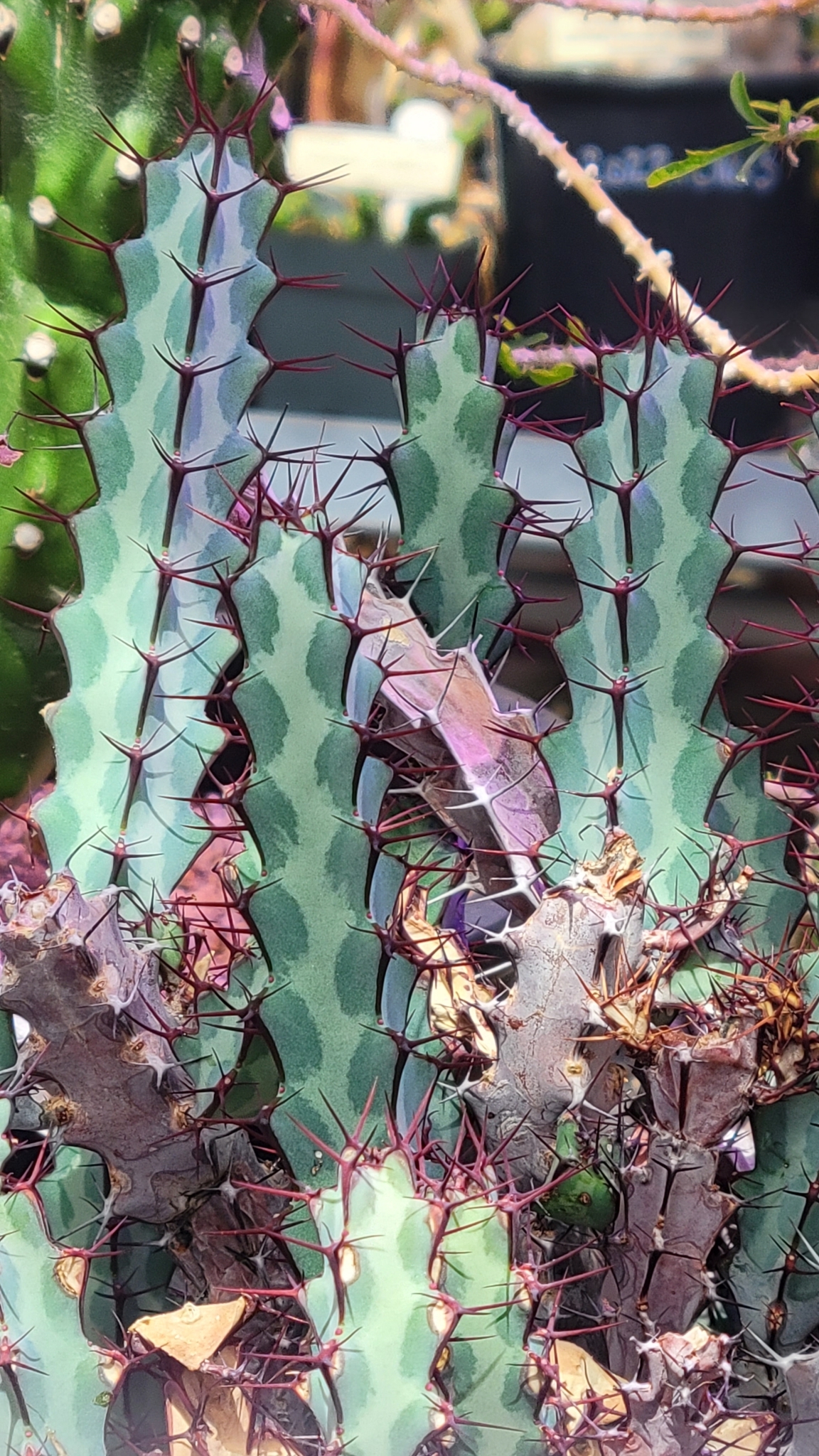 Euphorbia greenwayi