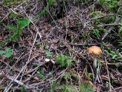 Cortinarius causticus