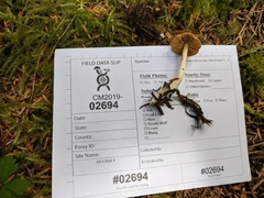 Cortinarius causticus