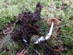 Cortinarius causticus