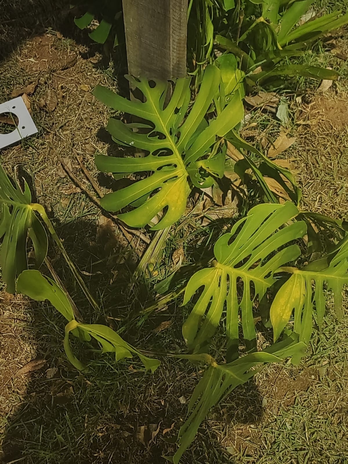 Monstera deliciosa