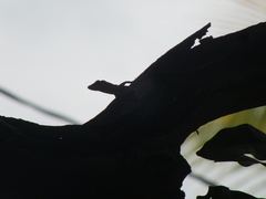 Anolis