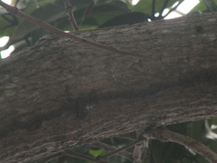 Anolis