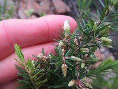 Erica caffra caffra
