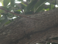 Anolis