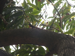Anolis