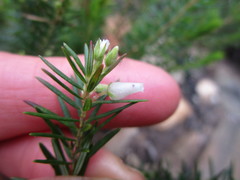 Erica caffra caffra