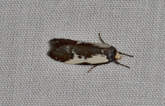 Cosmaresta placochorda