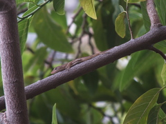 Anolis