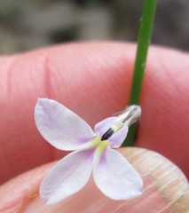 Lobelia patula