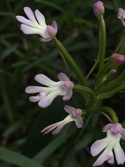 Cynorkis fastigiata