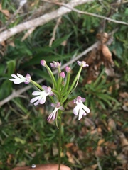 Cynorkis fastigiata