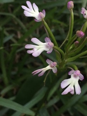 Cynorkis fastigiata