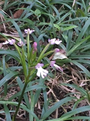 Cynorkis fastigiata