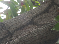 Termitoidae