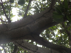 Termitoidae