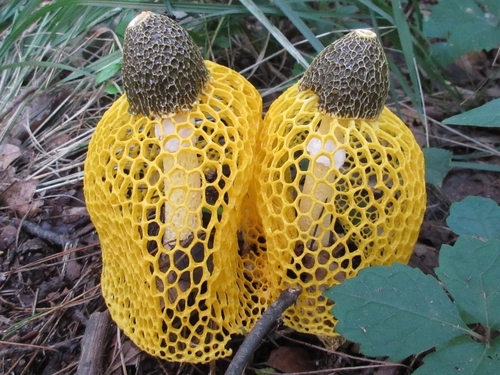 Phallus luteus