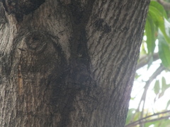 Termitoidae