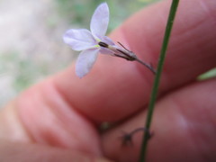 Lobelia patula