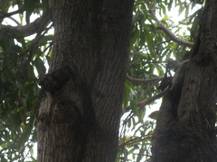 Termitoidae