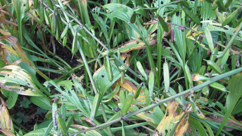 Hosta longissima iNat (1)