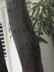 Termitoidae