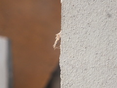 Tineoidea