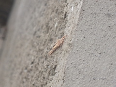 Tineoidea