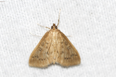 Framinghamia helvalis